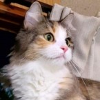 ゆずっち
