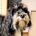 ミトン
