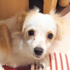 ベイブ