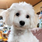 ウエスト