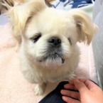 しろっぺ