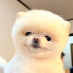 ミヤコ