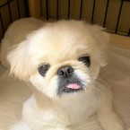 ペキ