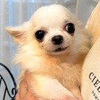 あかりん