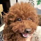 ニッコ
