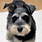 シミ