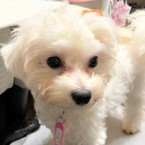 キューバ