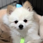 ラルフ