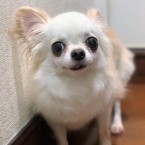 ミルル
