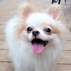 シャイル