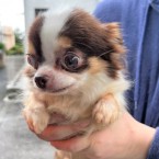 みほか
