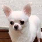 シュシュミ