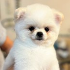 もこもこ