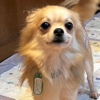 ミゲ