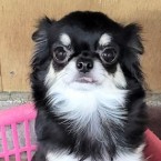ノウル