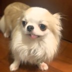 プルチーノ