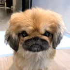 あんこ