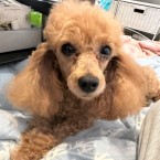 あいあ