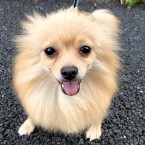 おまめ