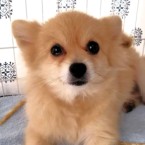 こめ