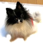 ピナ