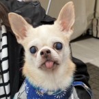 竜也