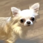 ファミ