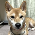 ひなた