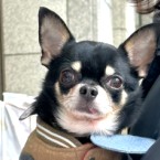 ピノキオ