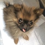 パタ子