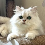 しんじゅ
