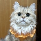ツブ