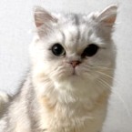 ドリー