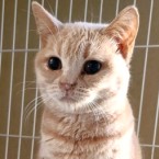 ウイロー