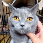 プッチ
