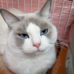 莉愛