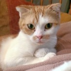 みらし