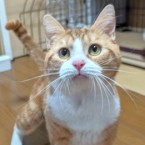 オルセー