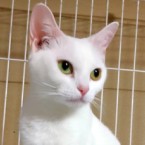 カナカナ