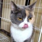 ツナ