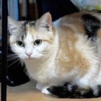 ぷっこ