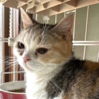 りりん