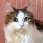 ひめの