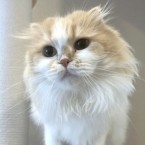 ピンキー