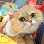 こりむ