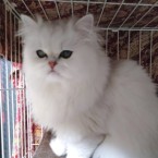 しじゅ