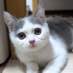ハッチ