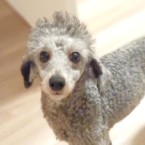 ゼニ