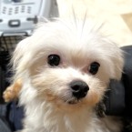 まつり