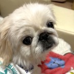 ミチャ